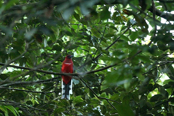 Bird at Bach Ma National Park Tour